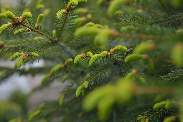 Весенняя ёлочка