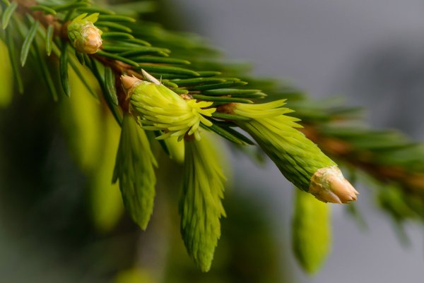 Весенняя ель