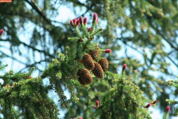 Елочка весной