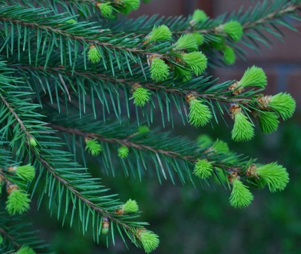 Елка весной