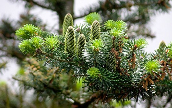 Пихта вечнозеленое хвойное дерево