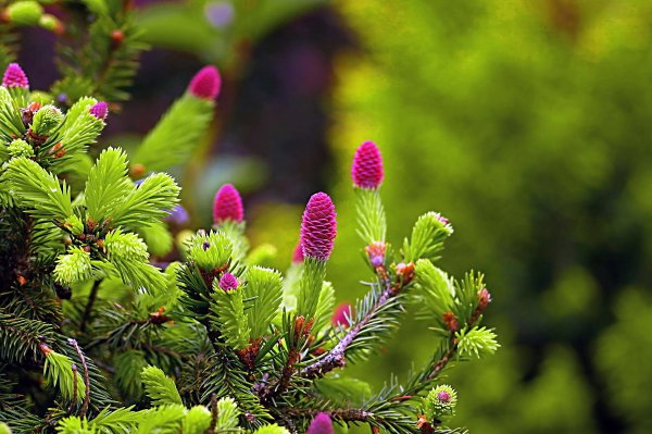 Ель Аянская голубая