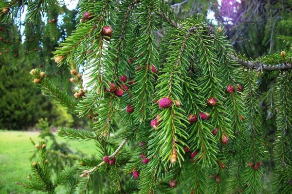 Ель обыкновенная Весна