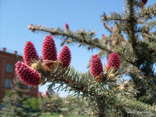 Голубая ель цветение