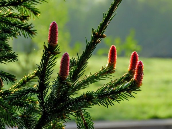 Датская пихта Нобилис