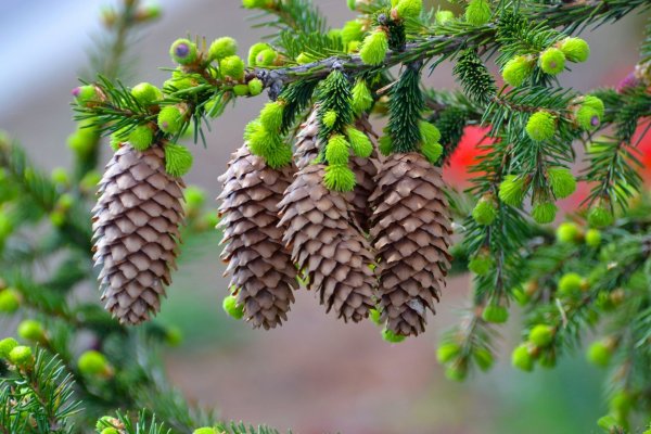 Picea Excelsa