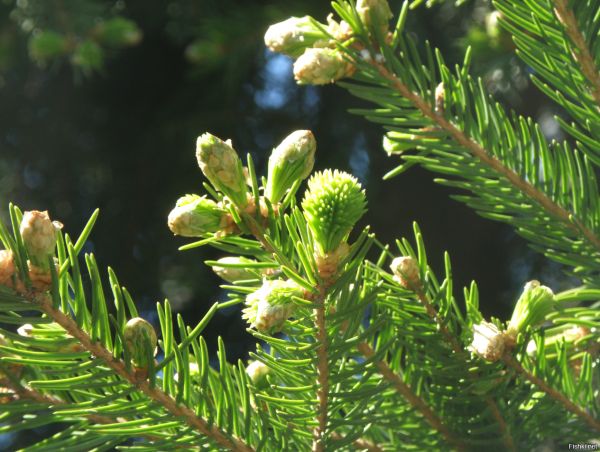 Еловая, Пихтовая, Сосновая лапы
