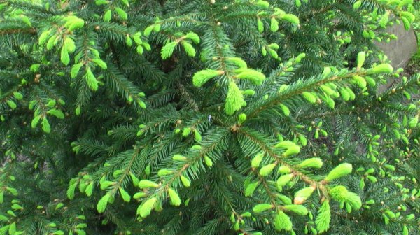 Ель обыкновенная цветение