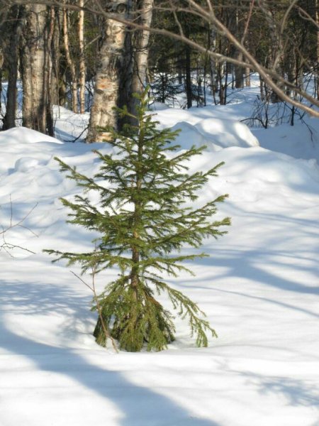 Цветущая ель