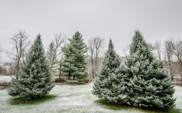Сосна Тунберга шишка