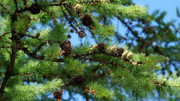 Весенний лес ель