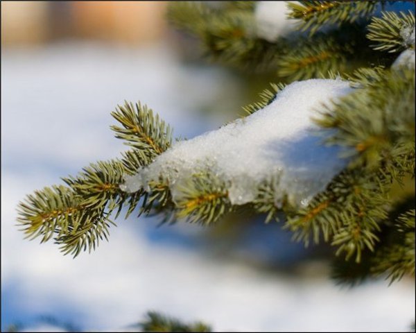 Ель Аянская ареал