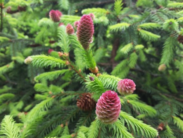 Ель Аянская голубая