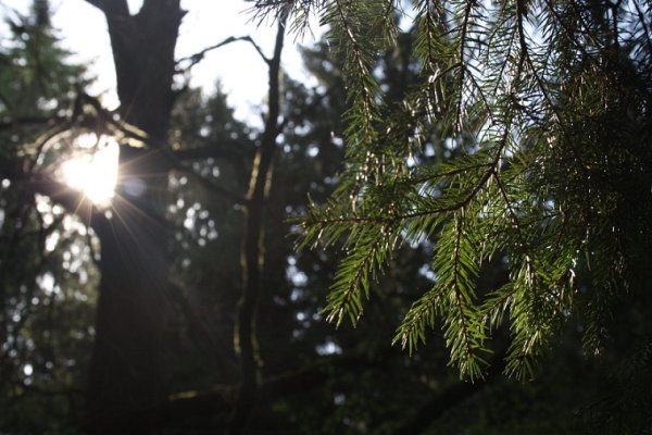 Хвоинки дерева пихта