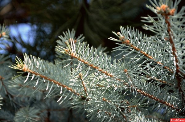 Черные точки на елке