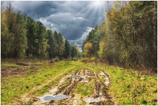 Лес Проселочная дорога Россия