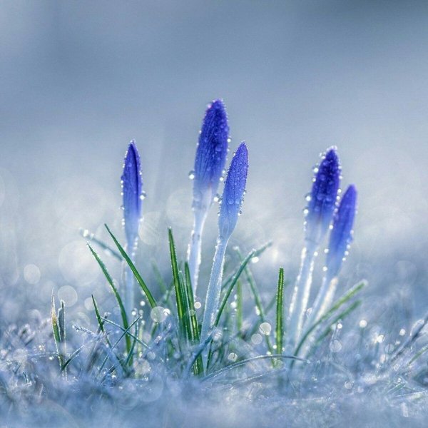 Весна капель природа