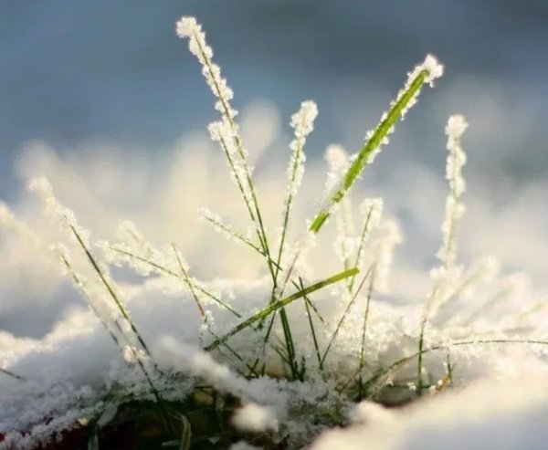 Зимний лес с рекой