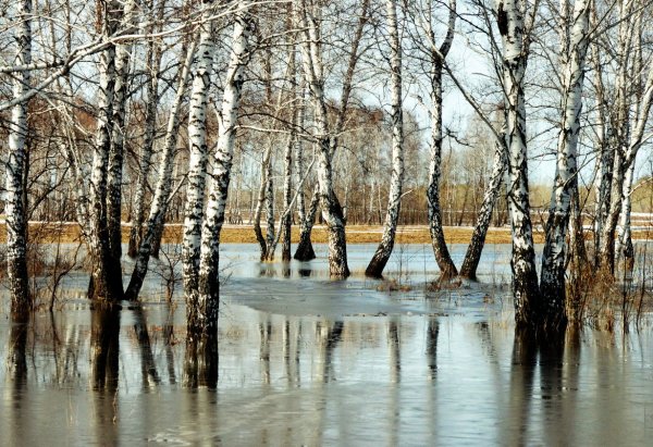 Половодье березы