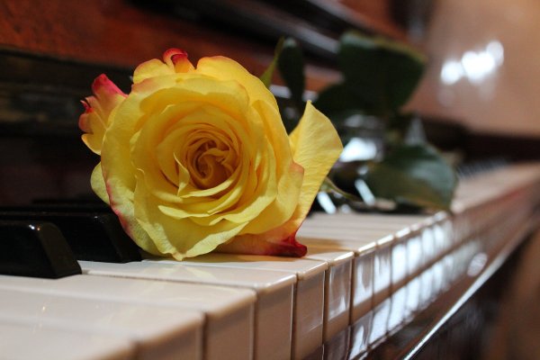 Роза на пианино
