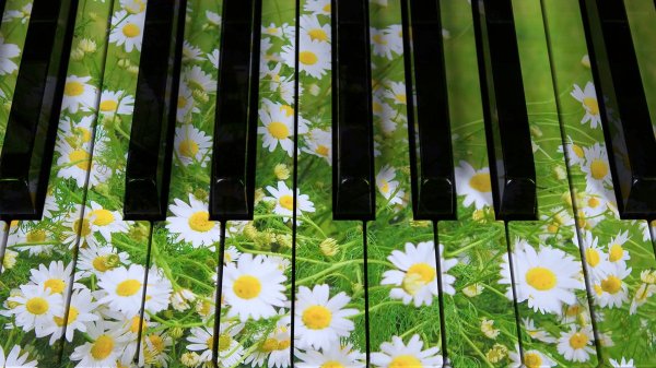 Цветы для музыканта