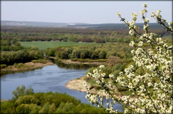 Природа Воронежской области Весна