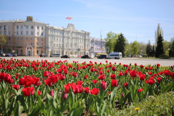 Клумбы Воронежа