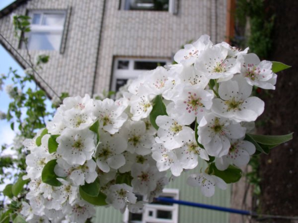 Памятники природы города Воронеж