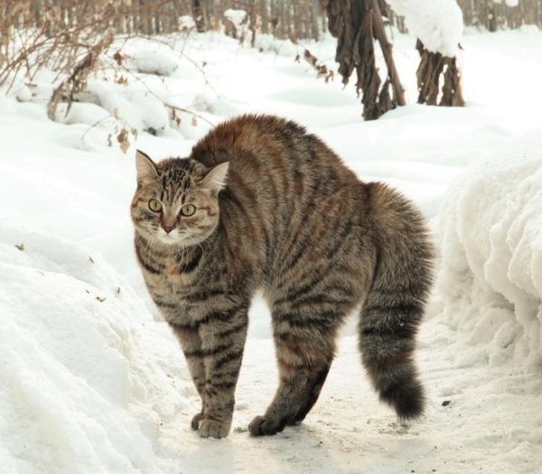 Зиму перезимовали осталось перезимовать весну