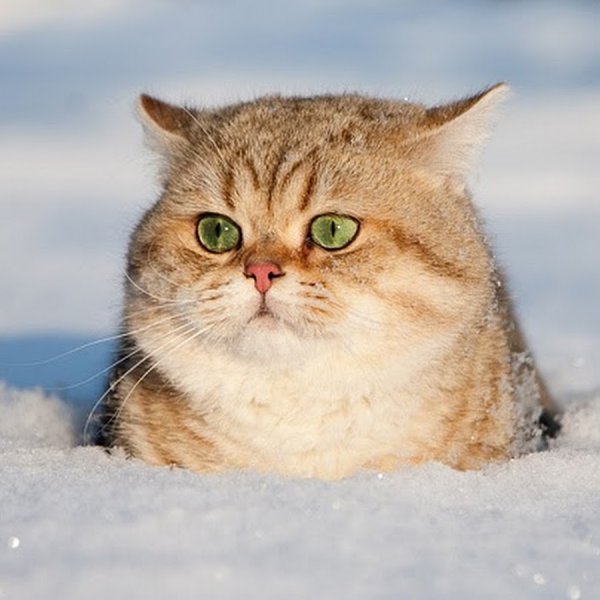 Снег мне в спину