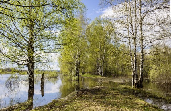 Весна половодье берёзы