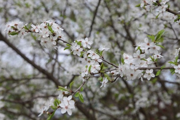 Весна в апреле картинки в Калужской области