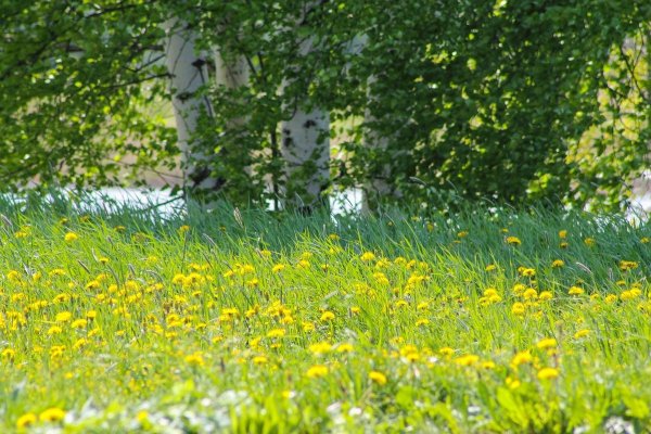 Солнечная Поляна