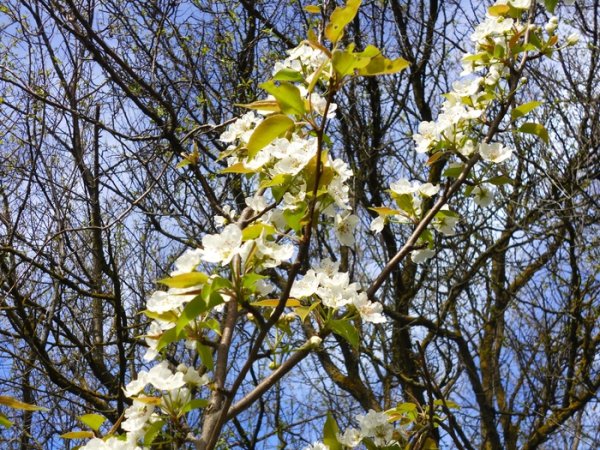 Весенний денек