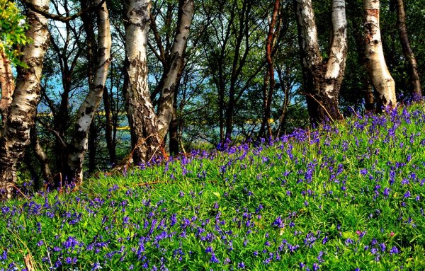 Весенняя природа