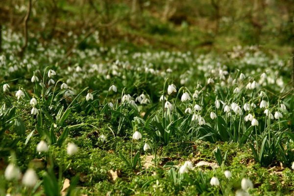 Кандыки подснежники Полянки