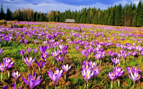 Лесной Ландыш пролеска