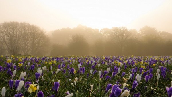 Поляна цветов