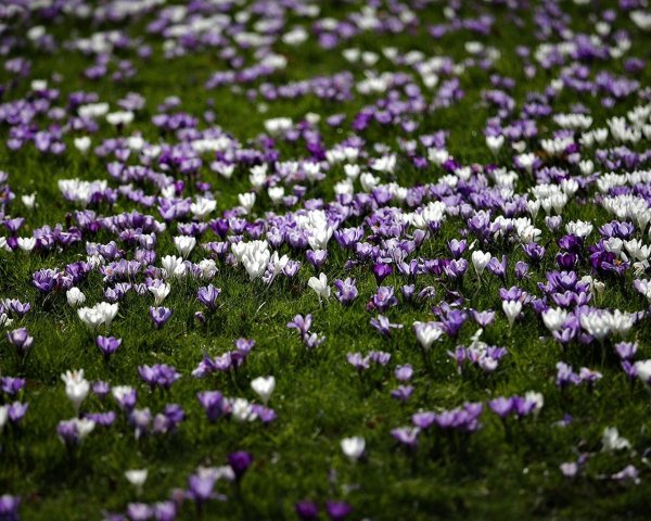 Поляна с цветами
