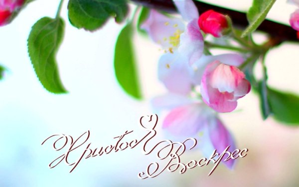 Христос воскрес цветы