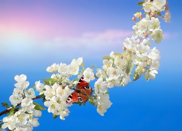 Ветка яблони на фоне неба