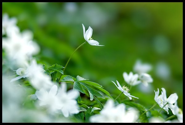 Поздравление с пращдникомивесны