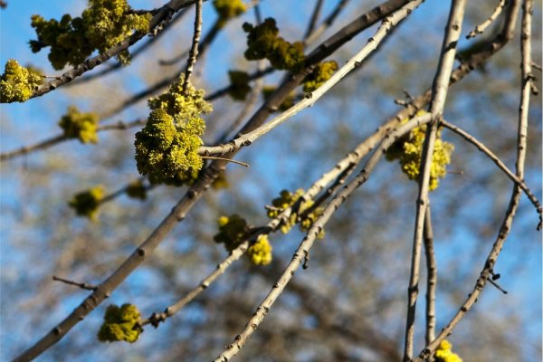 Fraxinus velutina