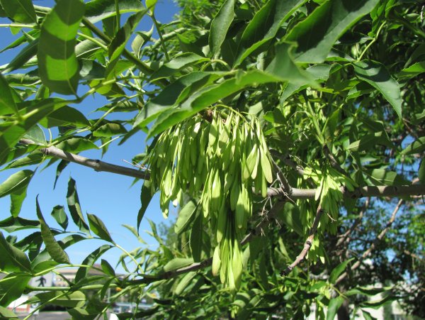 Fraxinus mandshurica почка