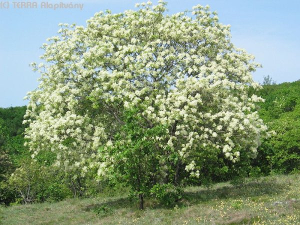 Клен остролистный весной