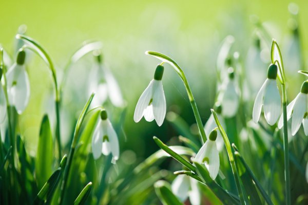 Розовый лес