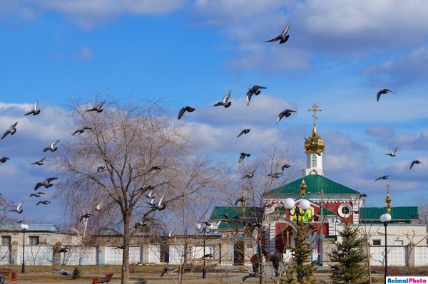 Весна природа Волгограда