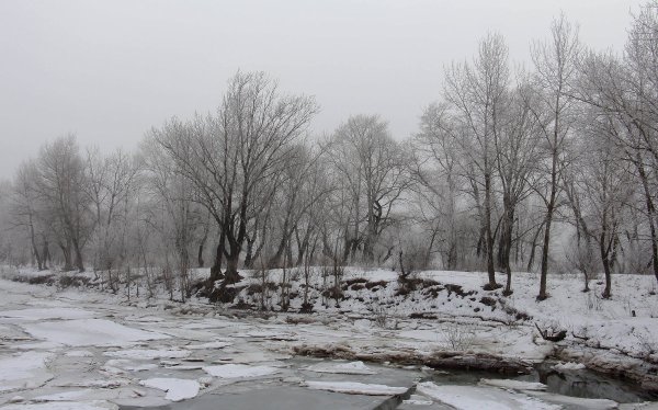 Природа в городе Волгограде