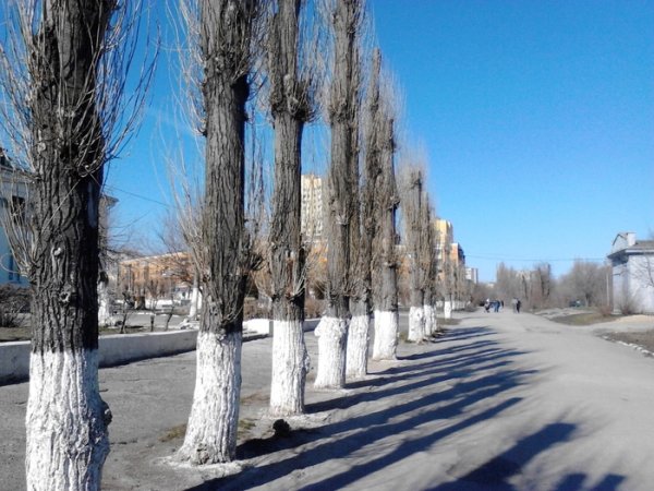 Весенние цветы на улице