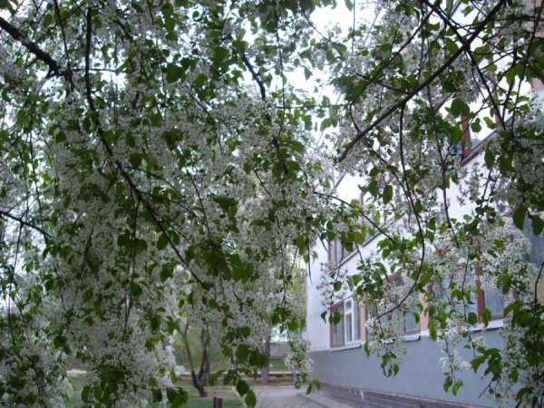 Центральная набережная Волгограда (набережная 62-й армии)